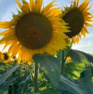 Meet your Posher, Ella